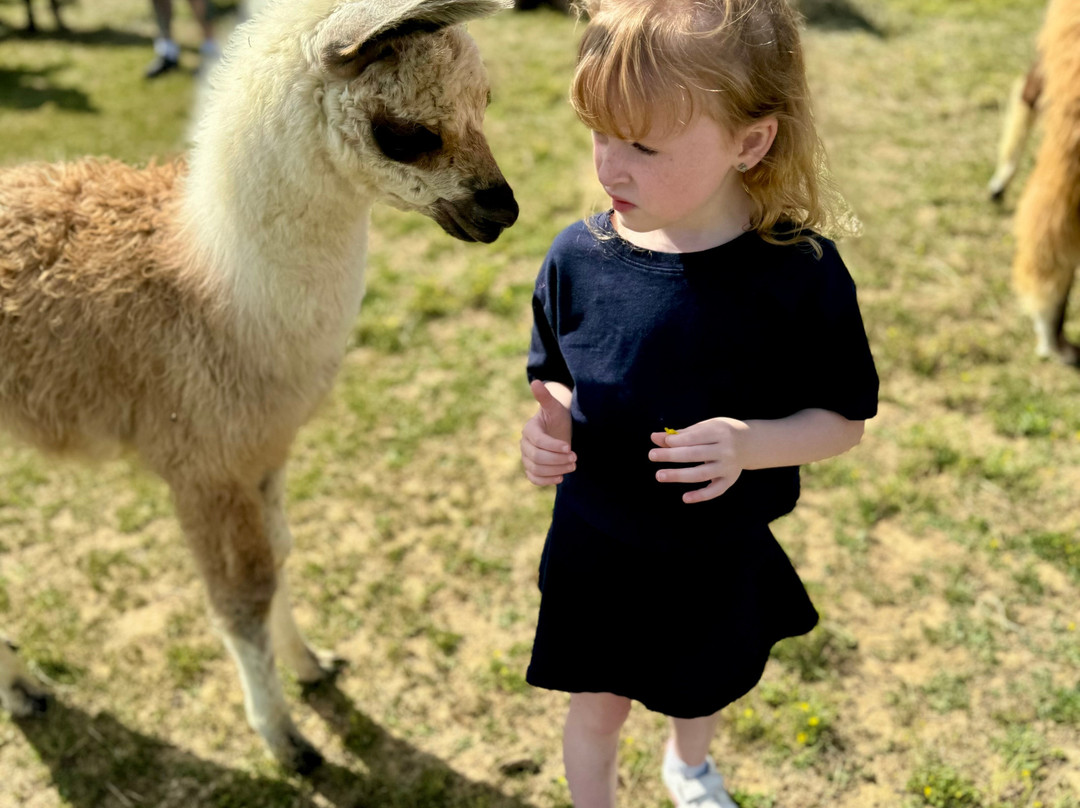 Spooky Nook Farm Llama’s & Alpacas景点图片