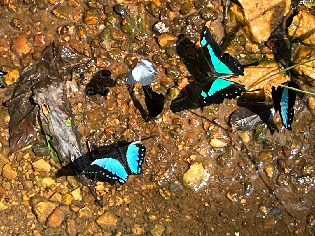 Kakamega Forest National Reserve景点图片