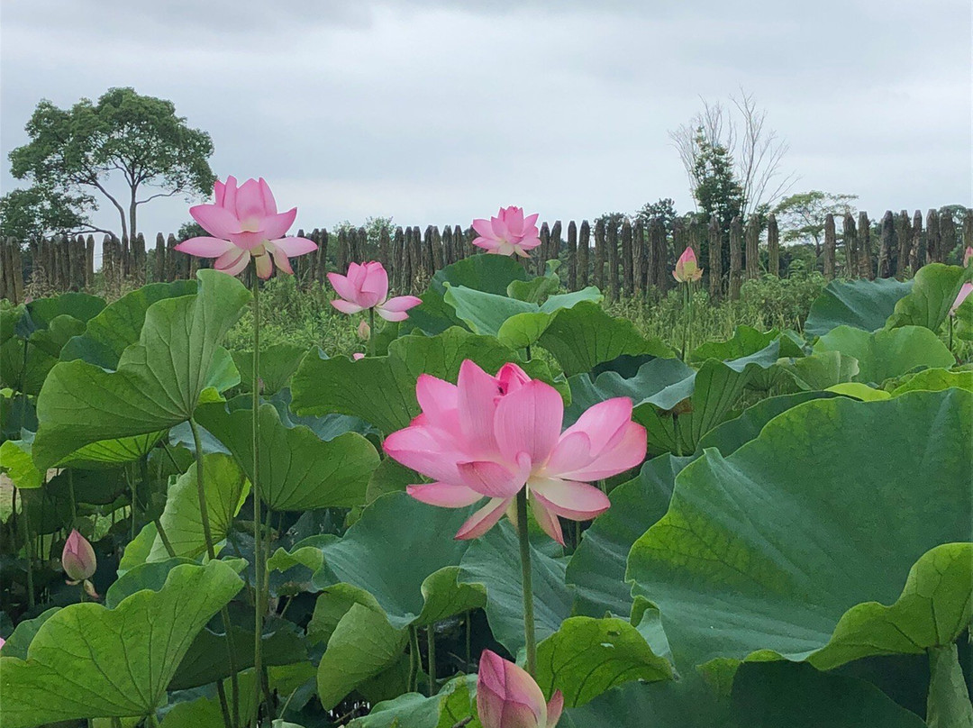 Yoshinogari Historical Park-吉野里町必去景点