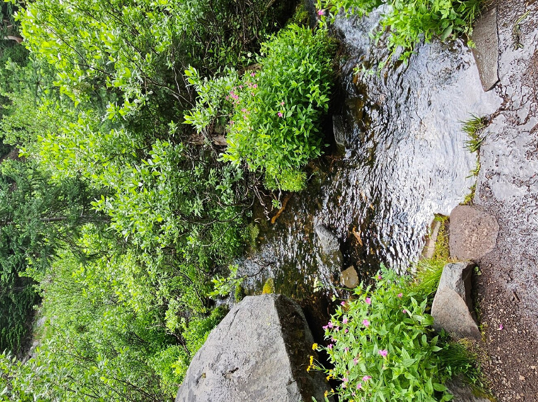 Castle Crest Wildflower Trail景点图片