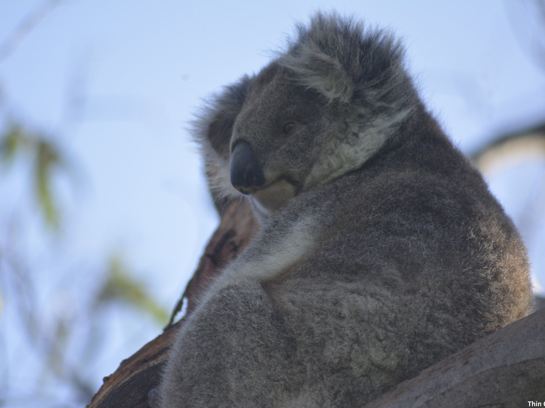 Portland Cable Trams-波特兰必去景点