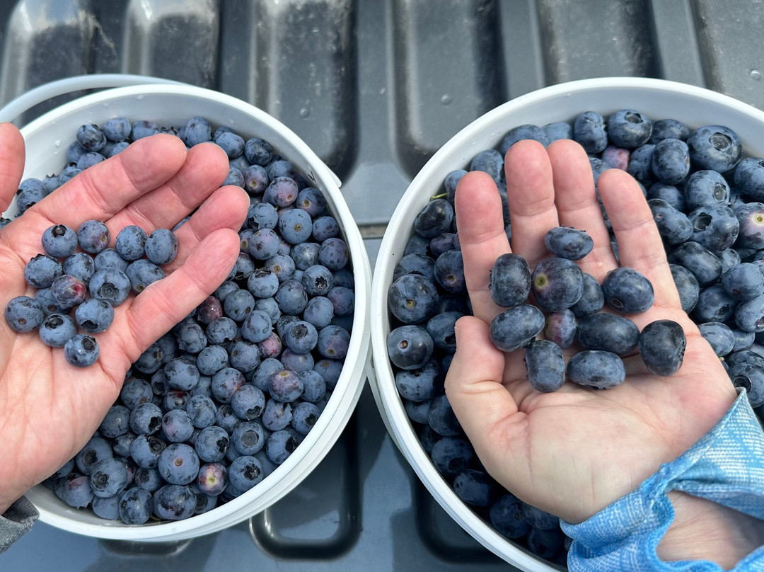 Up North Blueberry Farm景点图片