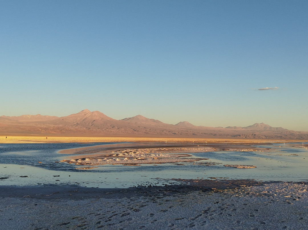 Laguna Chaxa-圣佩德罗-德阿塔卡马必去景点