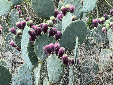 Medina River Natural Area-圣安东尼奥市必去景点