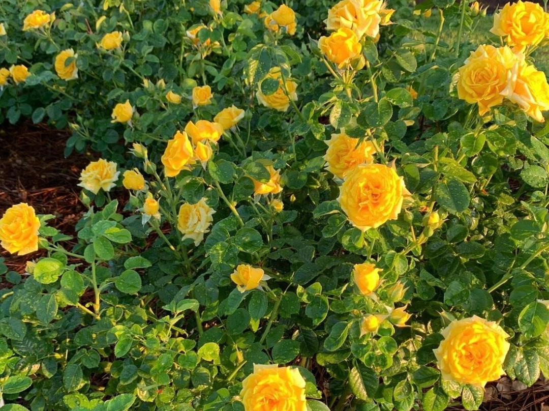 Fayetteville Rose Garden景点图片