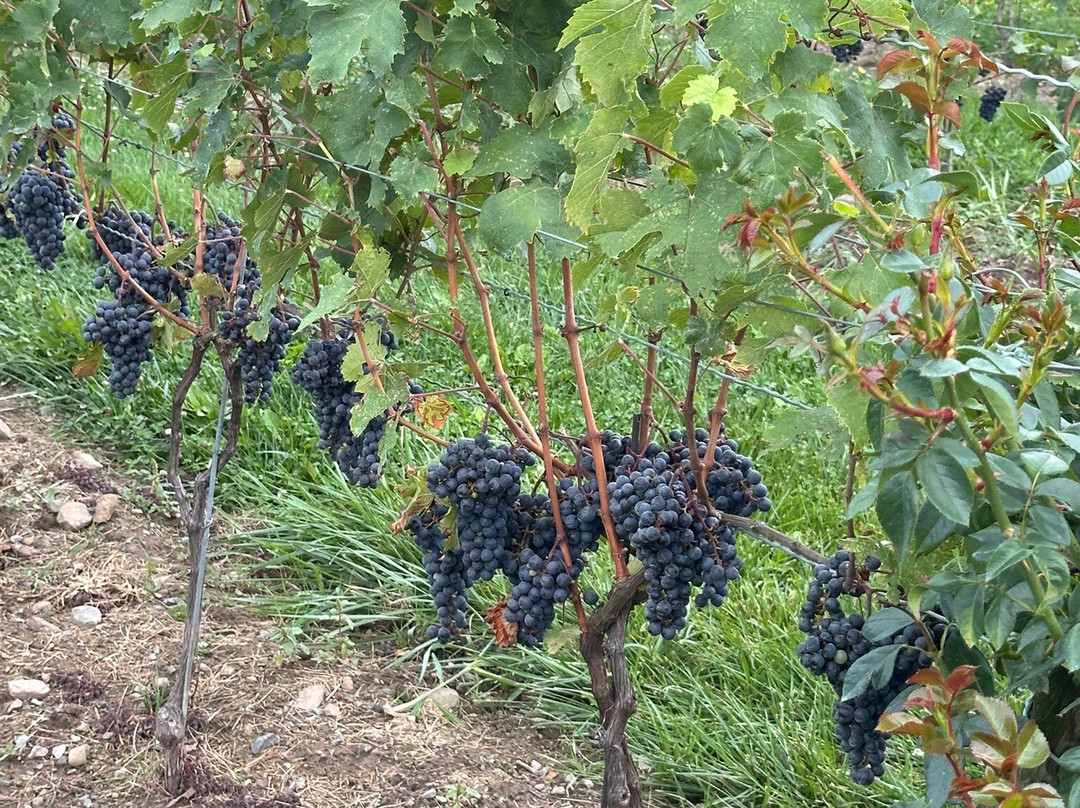 Niagara Vintage Wine Tours-滨湖尼亚加拉必去景点