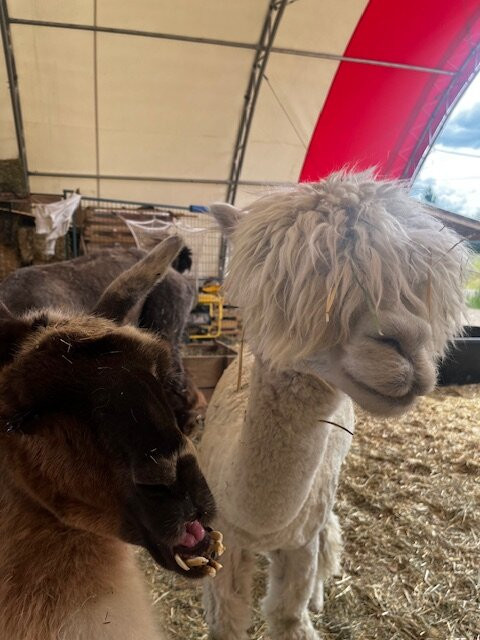 The Llama Sanctuary-Tappen必去景点