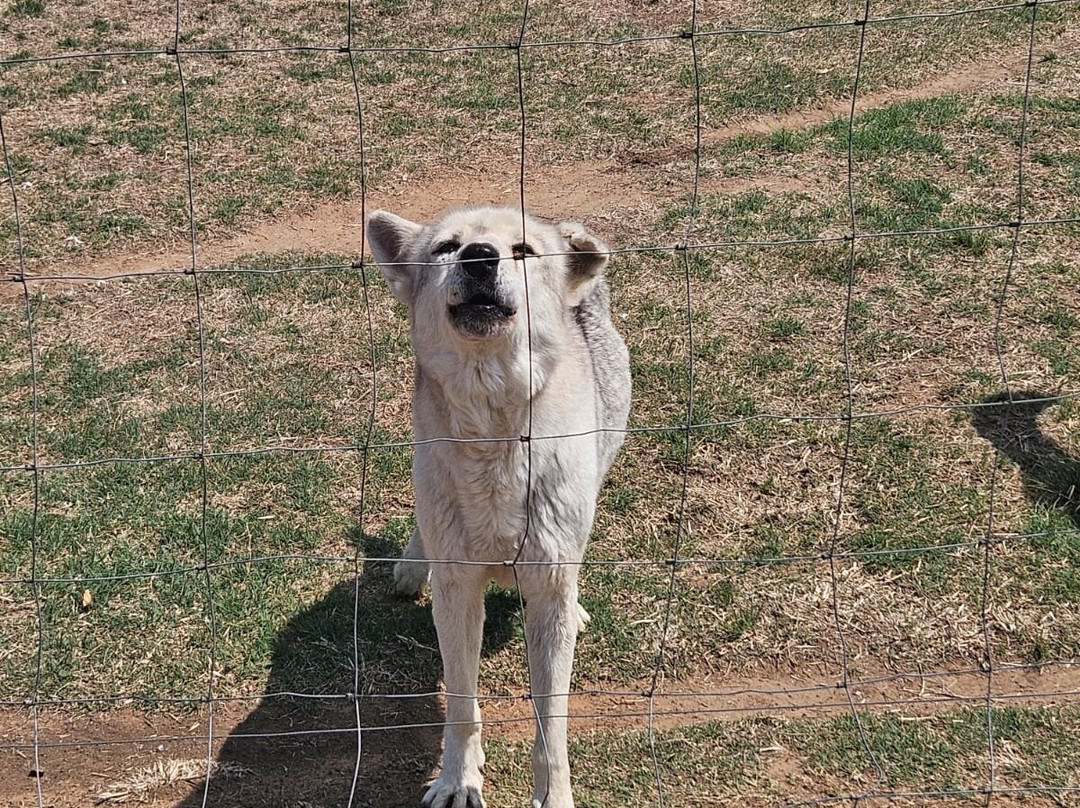 Huskyromi Wolf Sanctuary-伯利恒必去景点