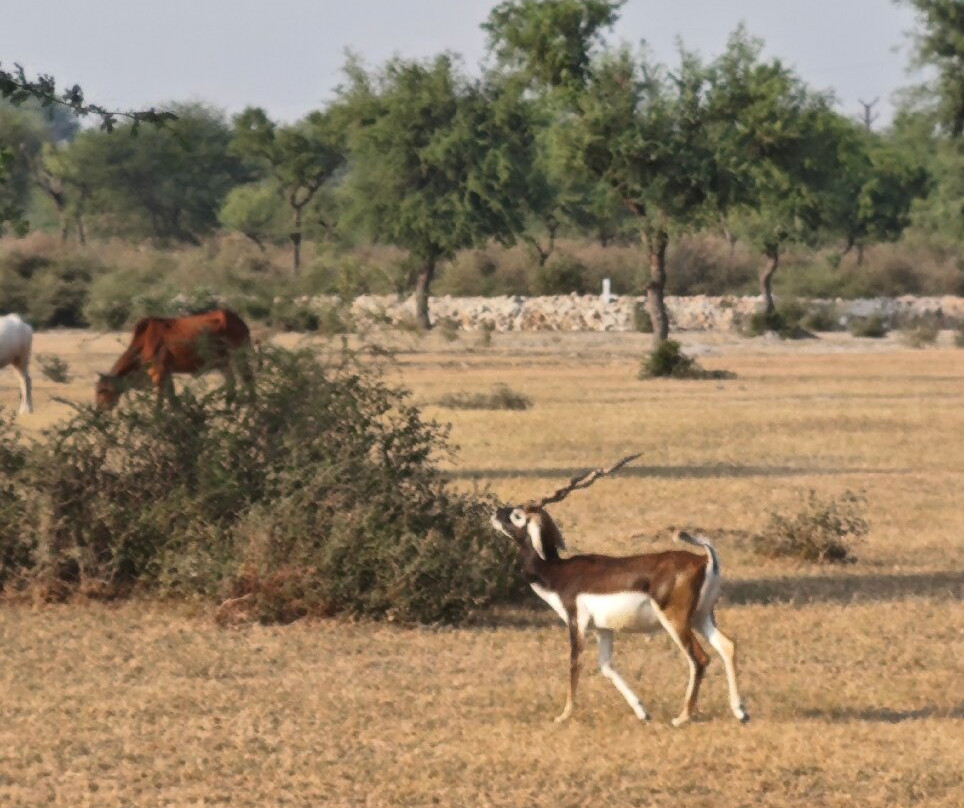 Tal Chhapar Black Buck Sanctuary-Sujangarh必去景点