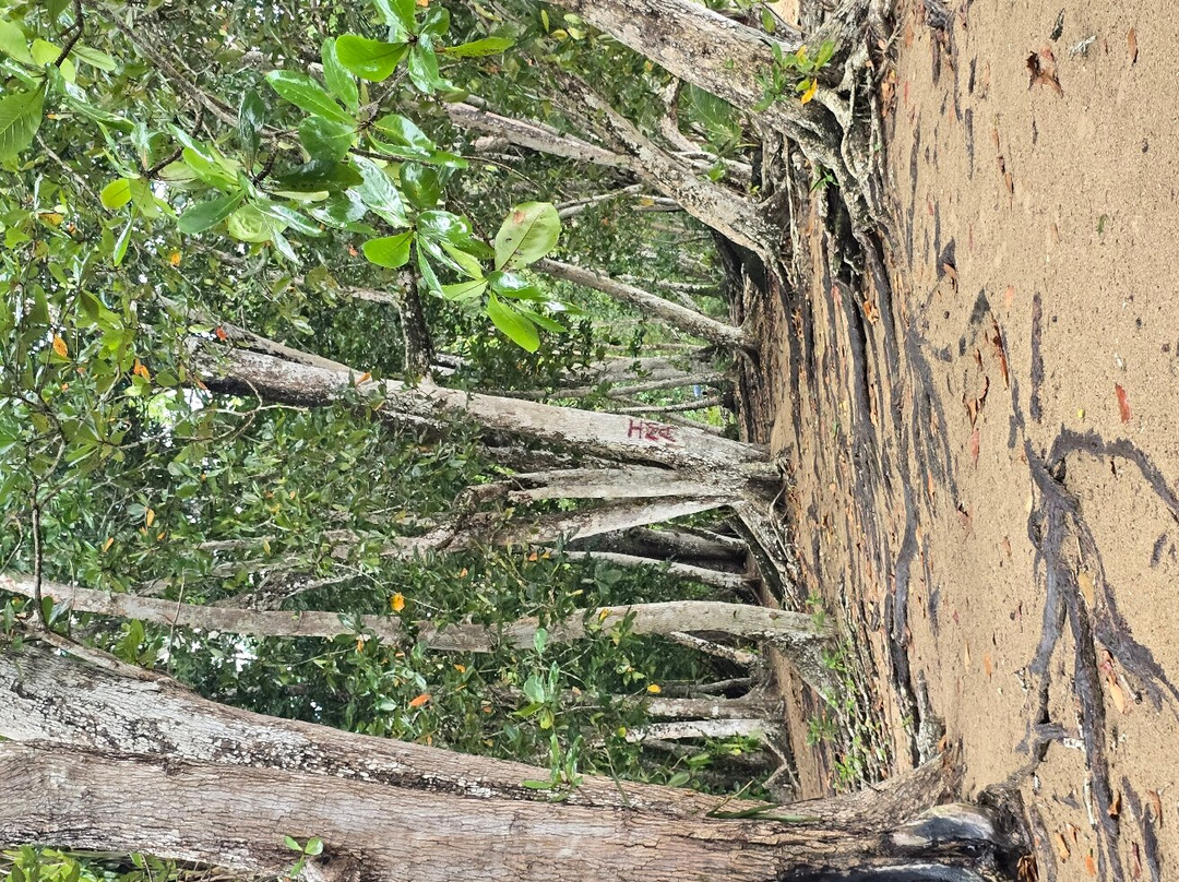 Woody Tours Tobago
