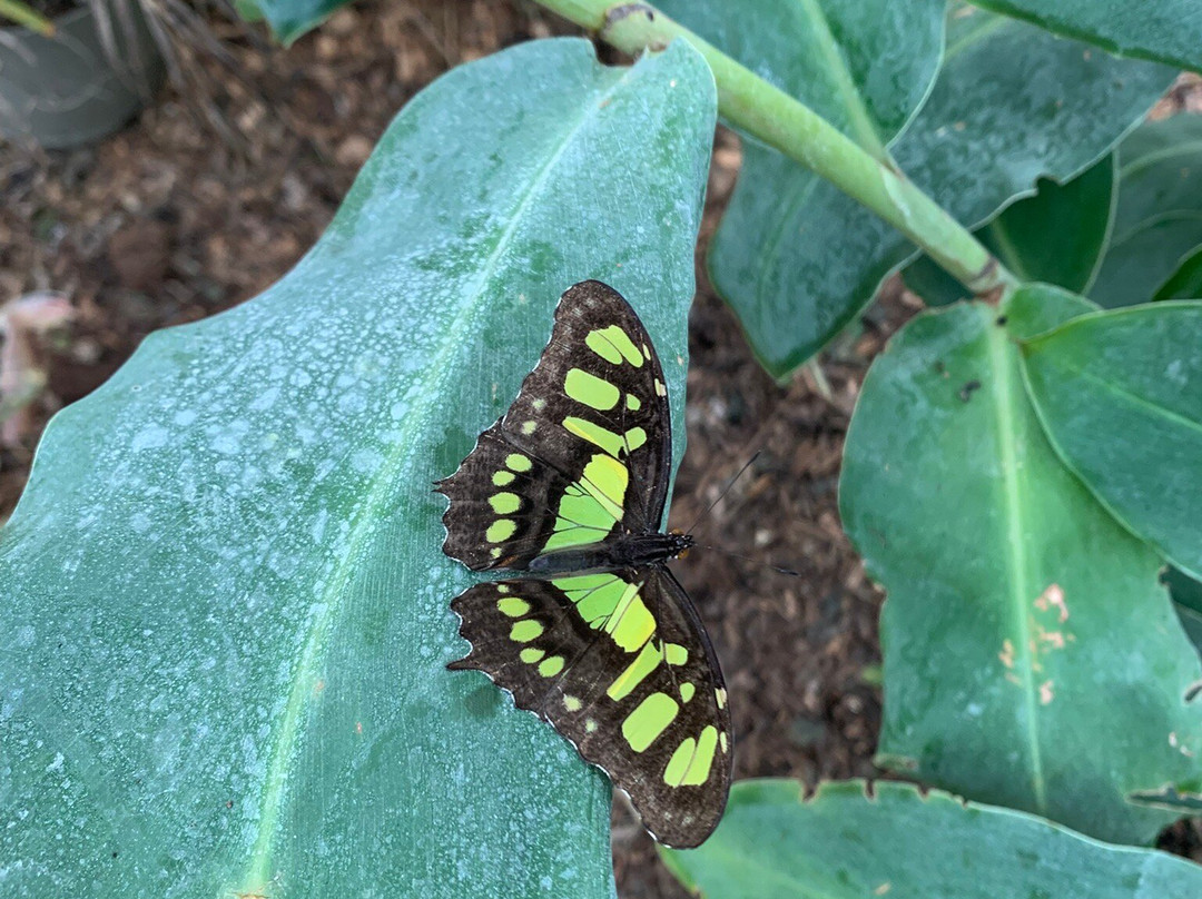 Butterfly Gardens @ Middleton Common Farm景点图片