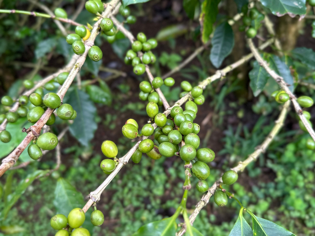 Hacienda Alsacia Starbucks Coffee Farm景点图片