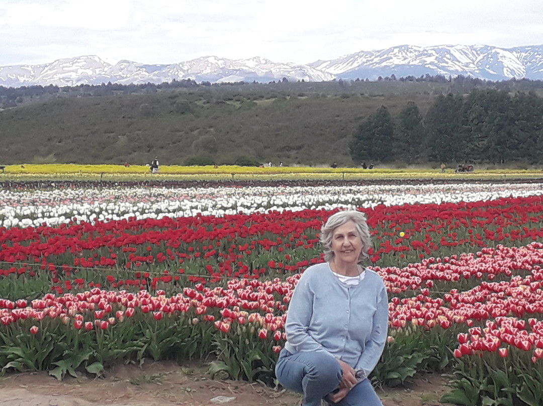Campo De Tulipanes景点图片