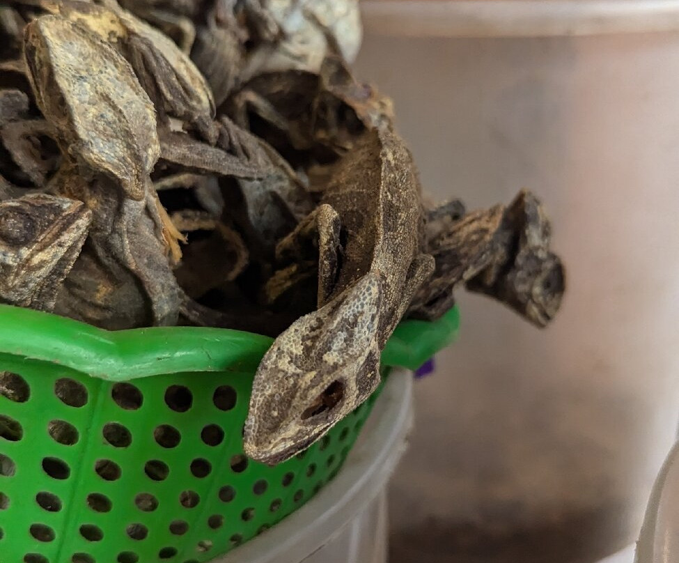 Ghana Nima Tours-阿克拉必去景点