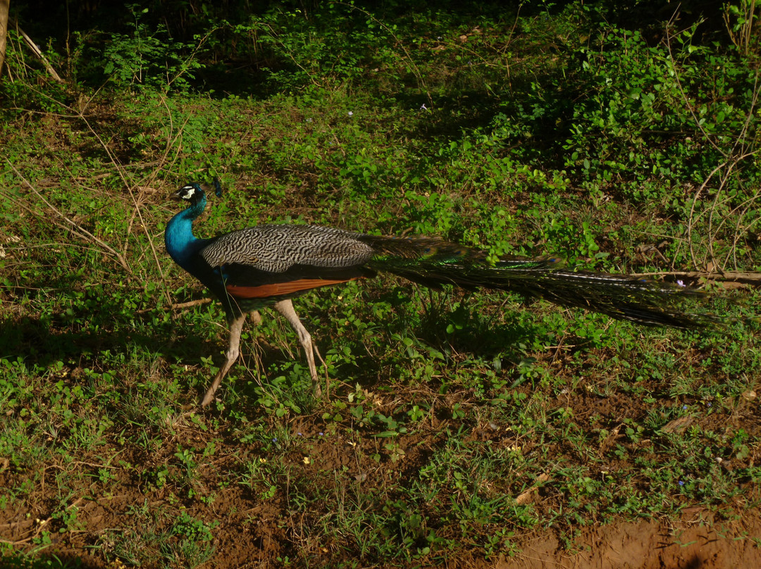 Deesha Safari Tours-蒂瑟默哈拉默必去景点
