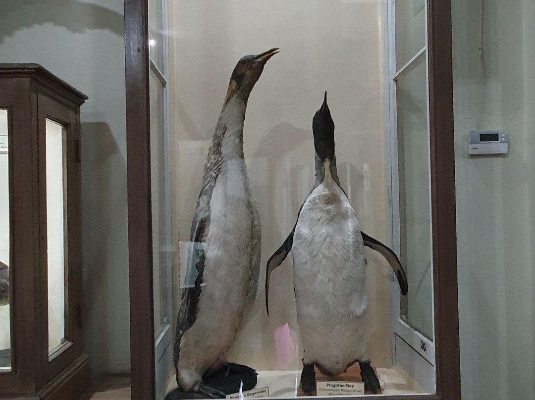 Museo Salesiano / Magiorinno Borgatello-蓬塔阿雷纳斯必去景点