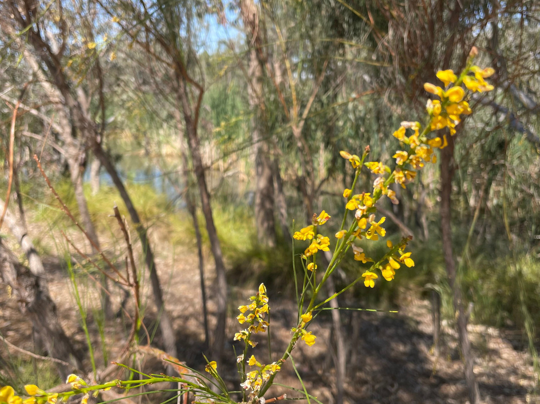 Melton Botanic Garden景点图片