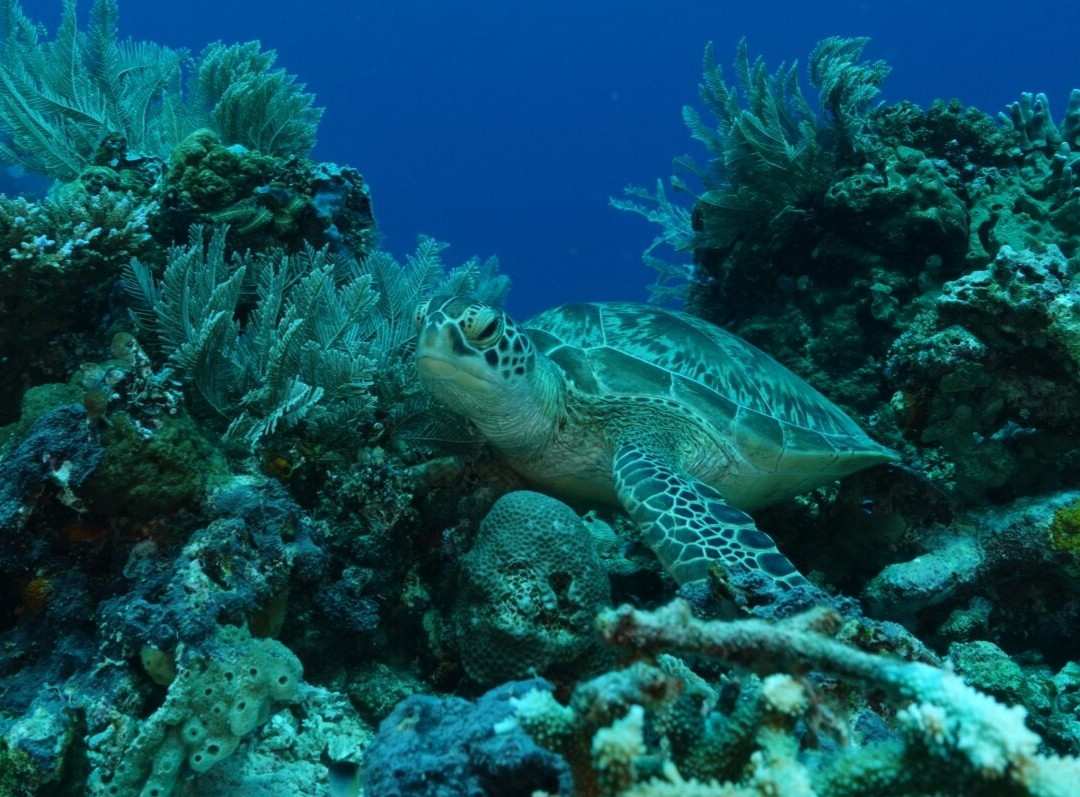 Wet Frog Divers-Labuan Bajo必去景点