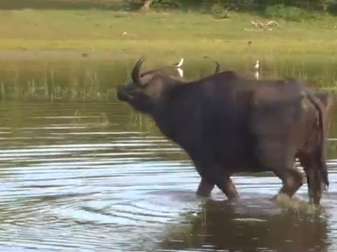 Kumana National Park-Ampara必去景点