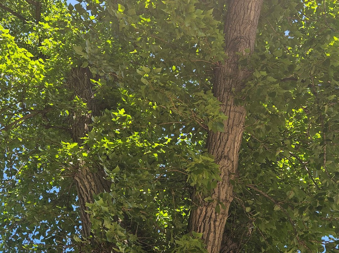 Poplar on the Square of Fallen Fighters-伏尔加格勒必去景点