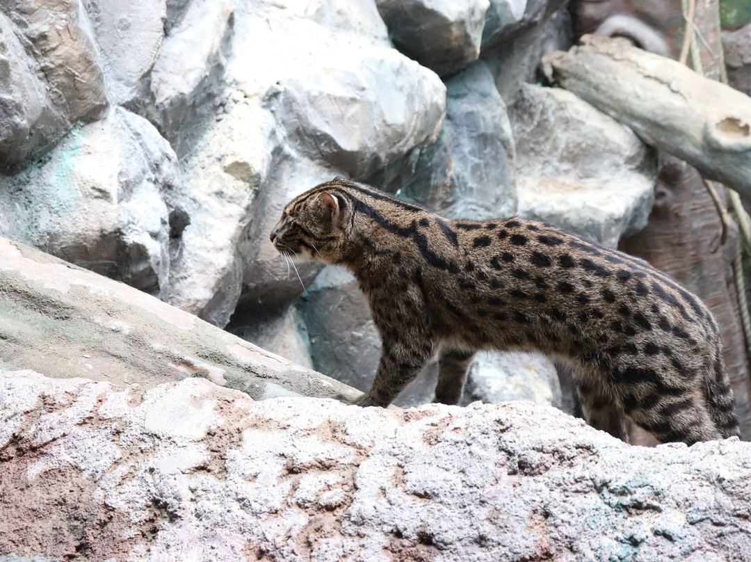 Noichi Zoological Park of Kochi Prefecture-香南市必去景点
