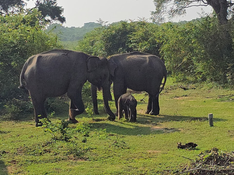 Yala Odyssey Tours-蒂瑟默哈拉默必去景点