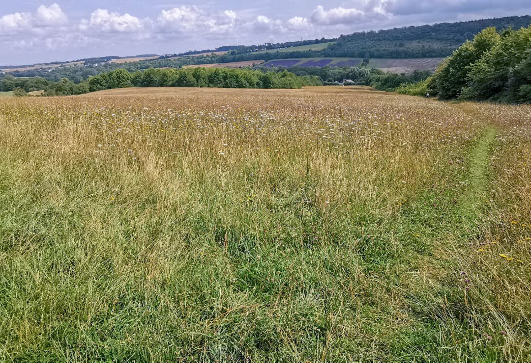 Lullingstone Country Park景点图片