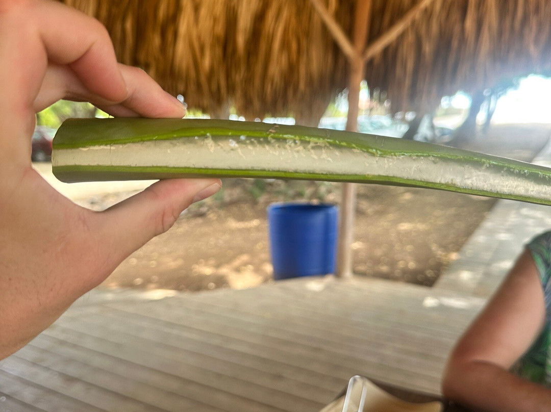 The Aloe Vera Curacao, Home of Curaloe Tour-威廉斯塔德必去景点