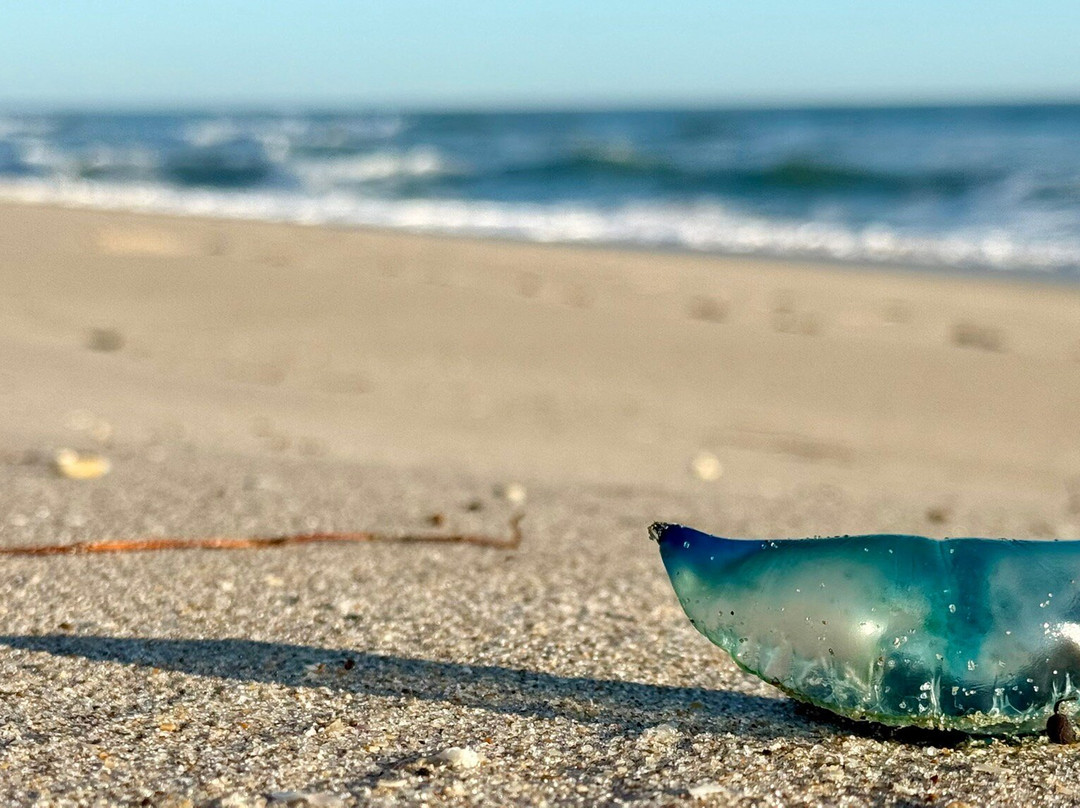 Seashell Suites Resort主图