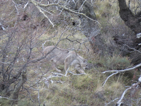 Wild Frames Chile-纳塔莱斯港必去景点