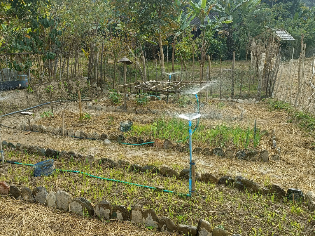 Yensabai Organic Farm-Muang Ngoi Neua必去景点