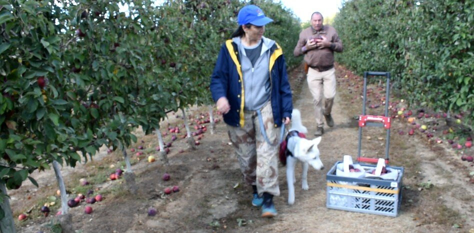 Harbes Orchard景点图片