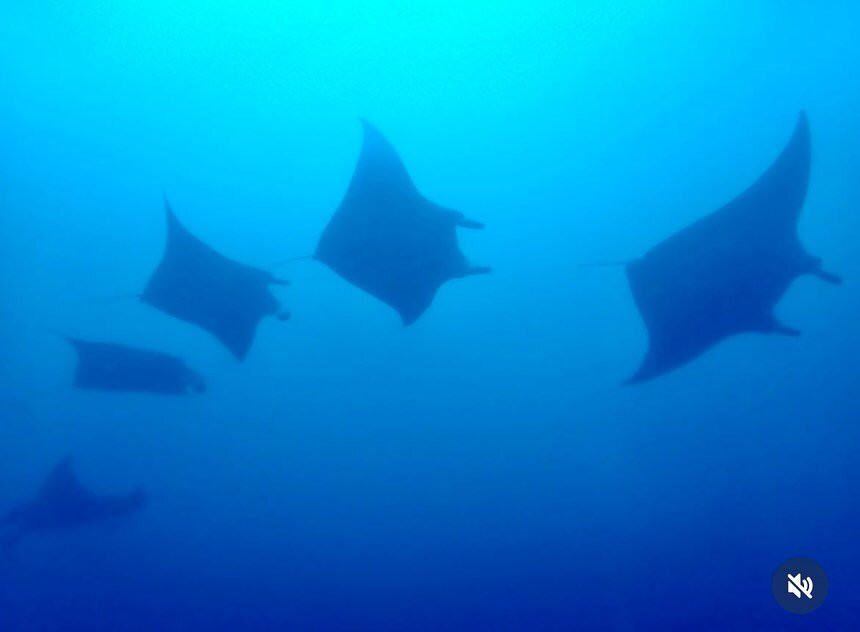 Diving Bluetribe Moofushi景点图片