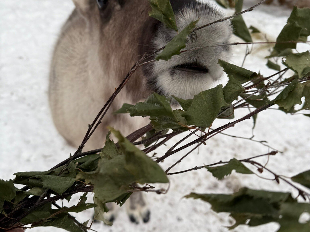 Local Lifestyle Rovaniemi-罗瓦涅米必去景点