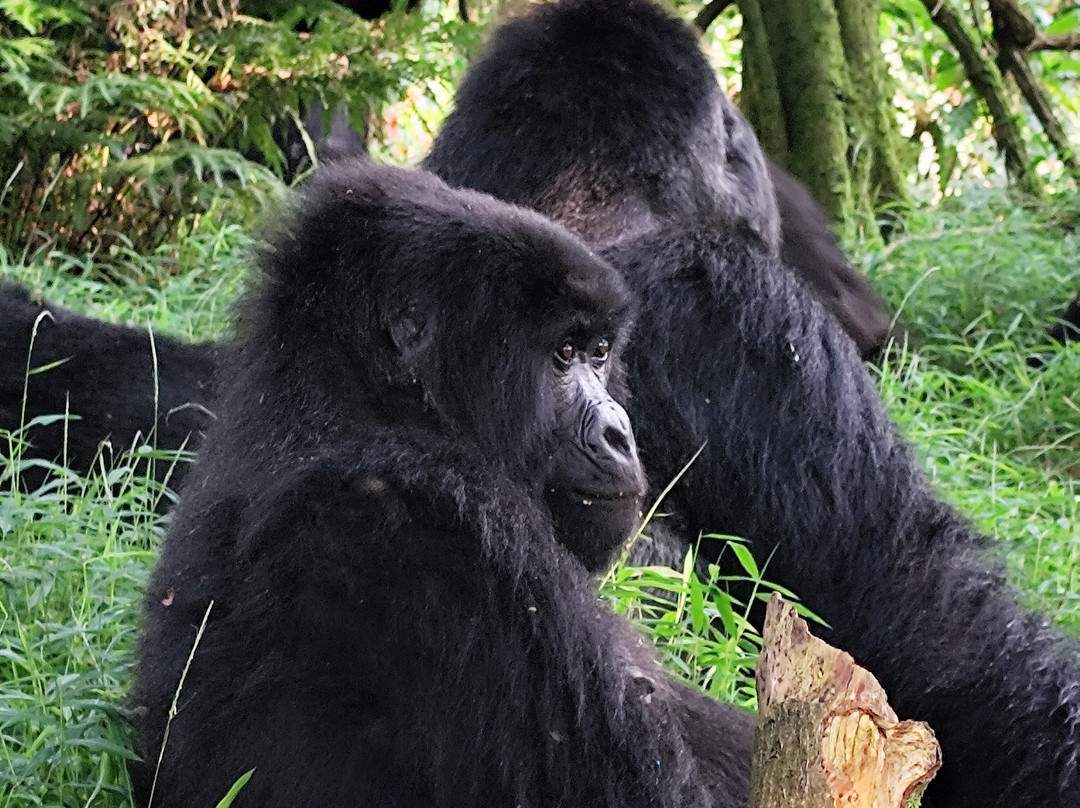 Virunga Gorilla Tours and Eco Safaris-Kisoro必去景点