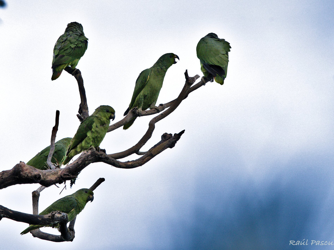 Manriquebirding景点图片