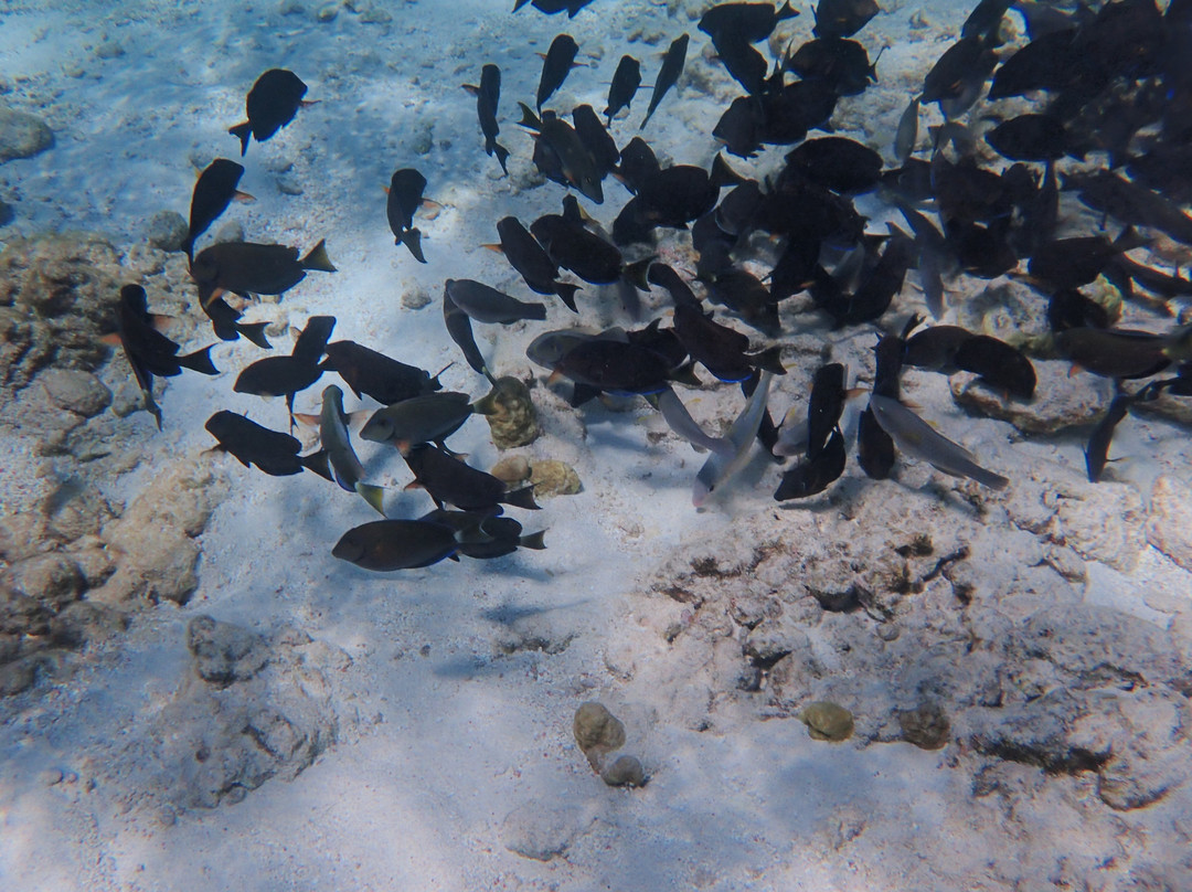 Tranquilo Charter Cruises-奥腊涅斯塔德必去景点