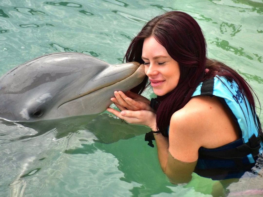 Dolphin Discovery Costa Maya景点图片
