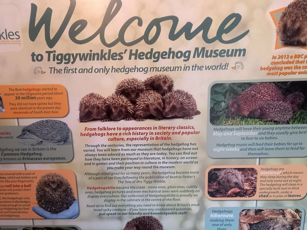 Tiggywinkles Wildlife Hospital Visitor's Centre景点图片