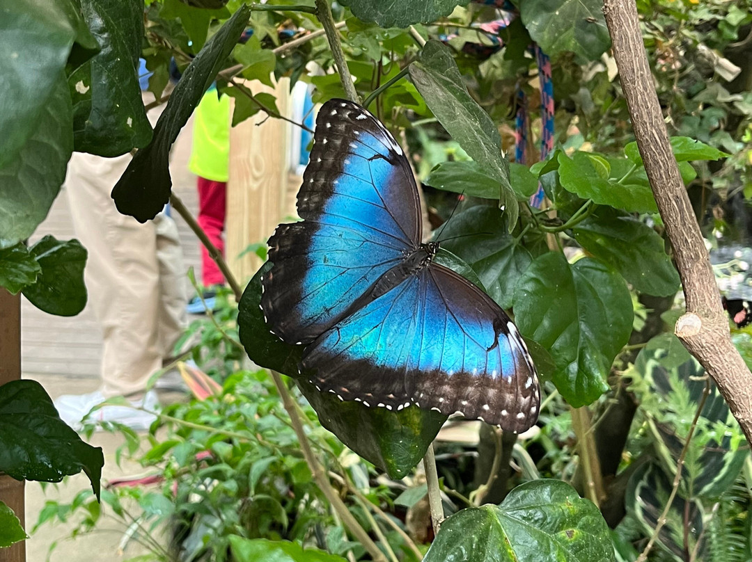 Magic Wings Butterfly Conservatory and Gardens景点图片