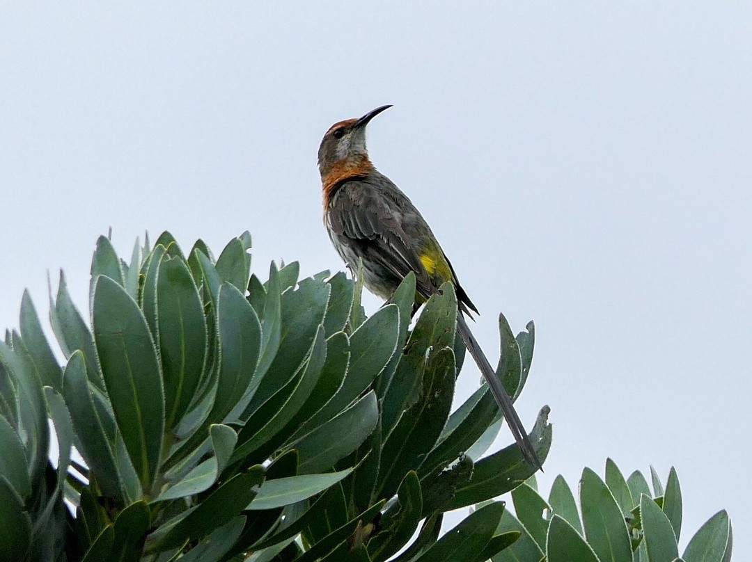 Birds and Beyond-Himeville必去景点