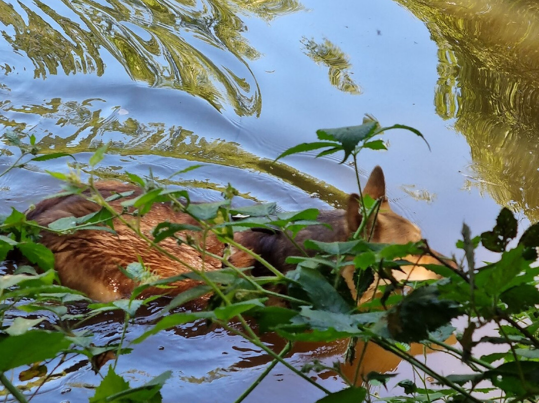Foxies Forest景点图片