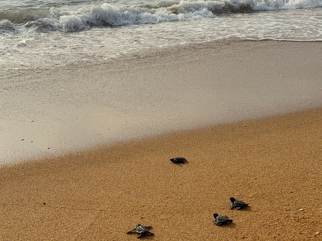 Our Turtle Conservation Project景点图片
