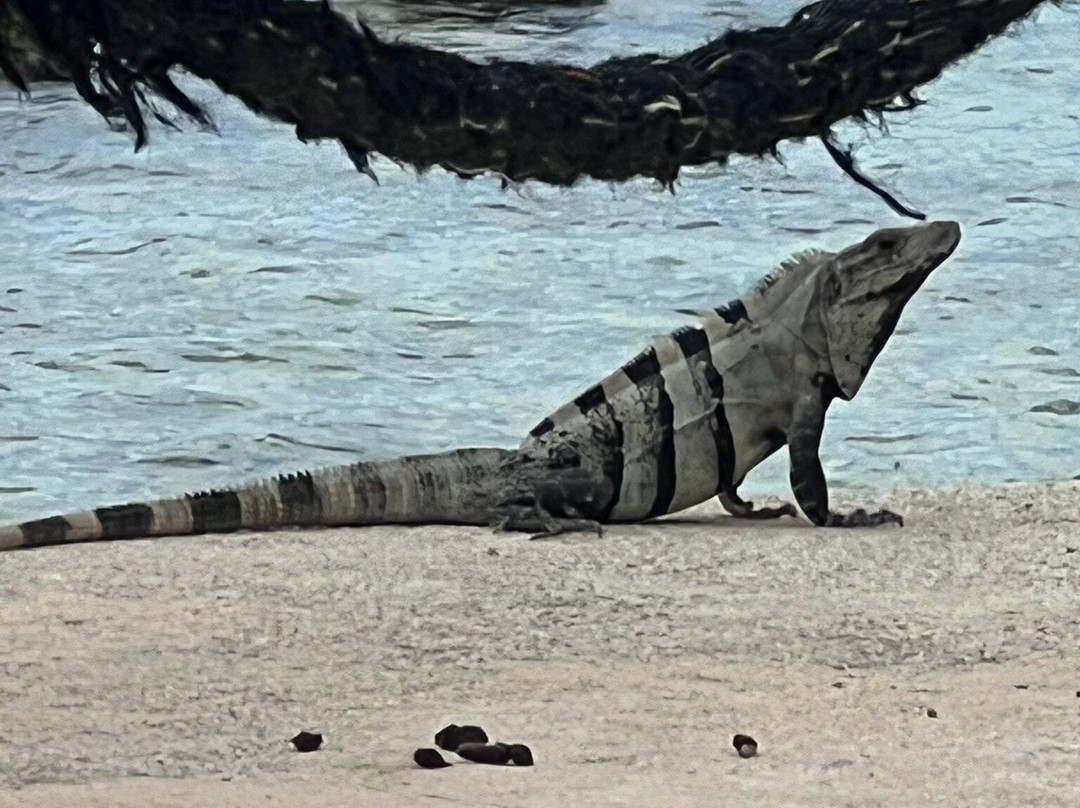 Casa Cenote Hotel主图