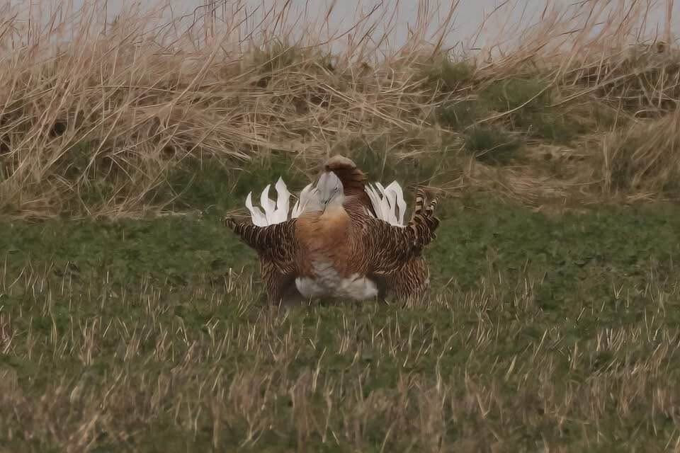 Great Bustard Group Visits-埃姆斯伯里必去景点
