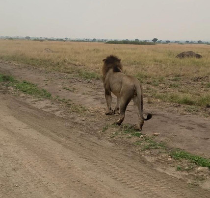 Taffies Safaris-坎帕拉必去景点