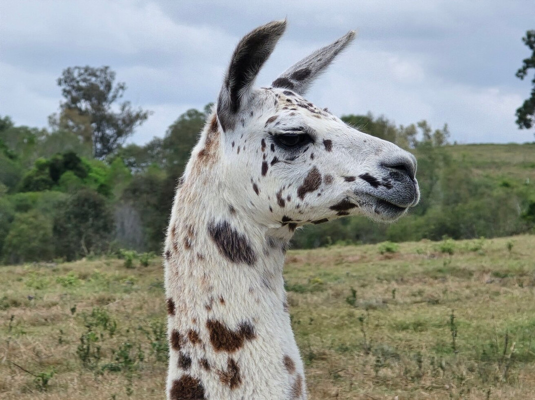 The Llama Farm景点图片