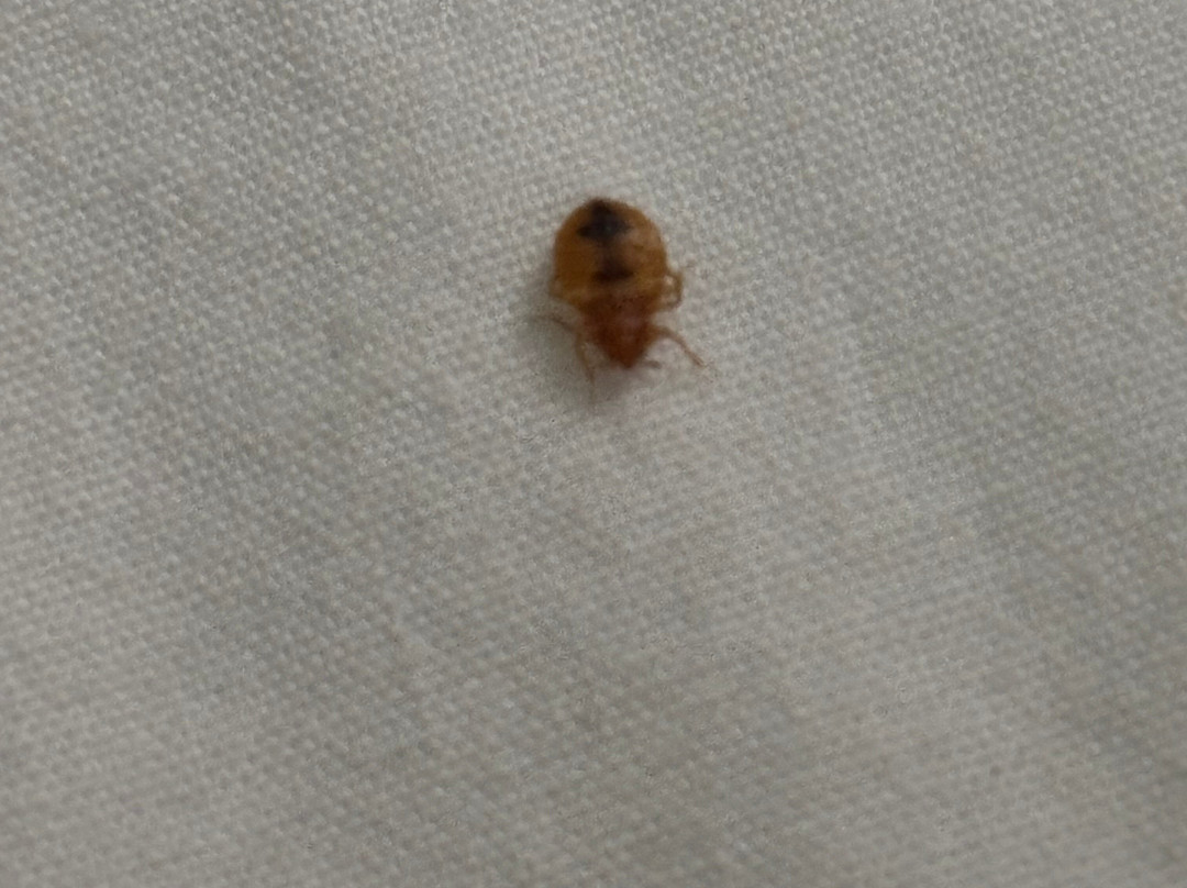 Super 8 by Wyndham Kingston主图