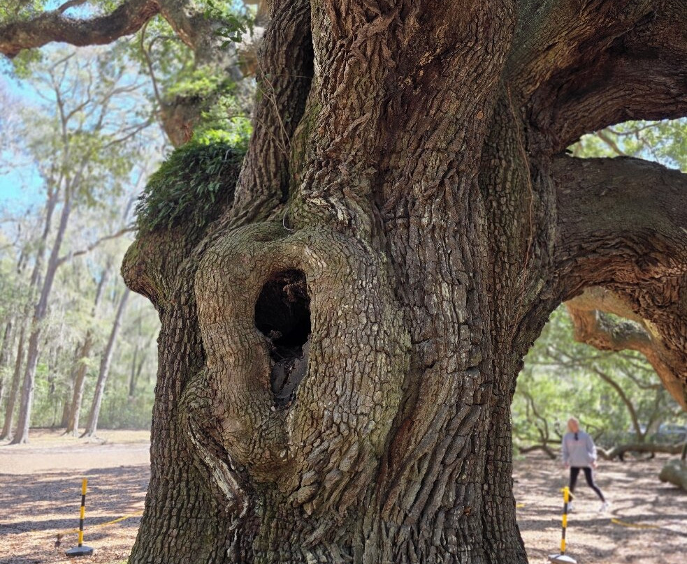 Angel Oak Tree景点图片