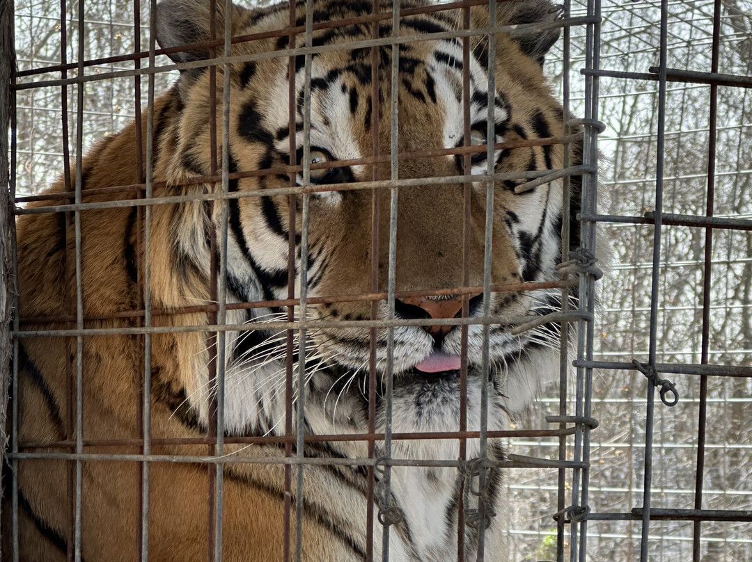 National Tiger Sanctuary-Saddlebrooke必去景点